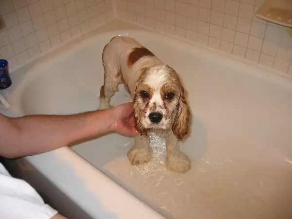 Engelse Cocker Spaniel (80 foto's): beschrijving van het ras van honden. Hoe zien Ginger en Black Puppies eruit? Zorg en kleding, reviews 22892_46