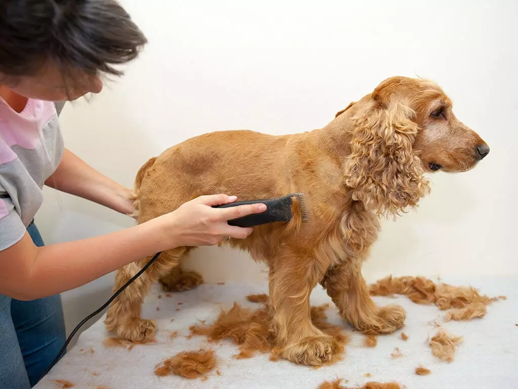 Engelse Cocker Spaniel (80 foto's): beschrijving van het ras van honden. Hoe zien Ginger en Black Puppies eruit? Zorg en kleding, reviews 22892_49