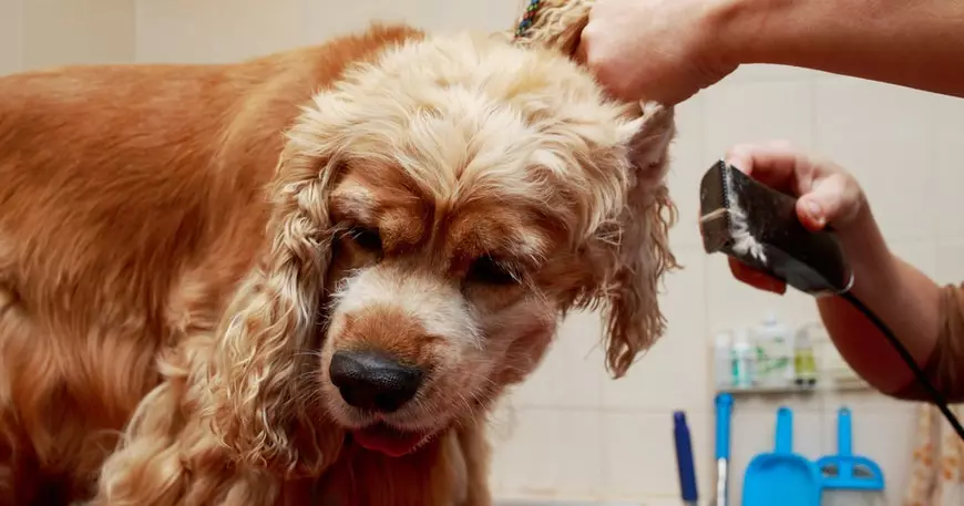 Engelse Cocker Spaniel (80 foto's): beschrijving van het ras van honden. Hoe zien Ginger en Black Puppies eruit? Zorg en kleding, reviews 22892_50