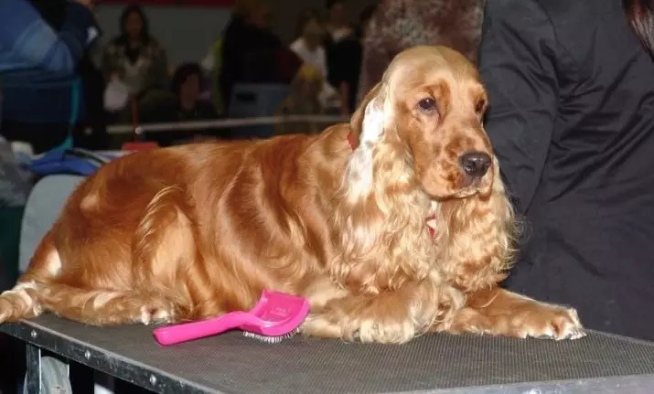 Engelse Cocker Spaniel (80 foto's): beschrijving van het ras van honden. Hoe zien Ginger en Black Puppies eruit? Zorg en kleding, reviews 22892_52