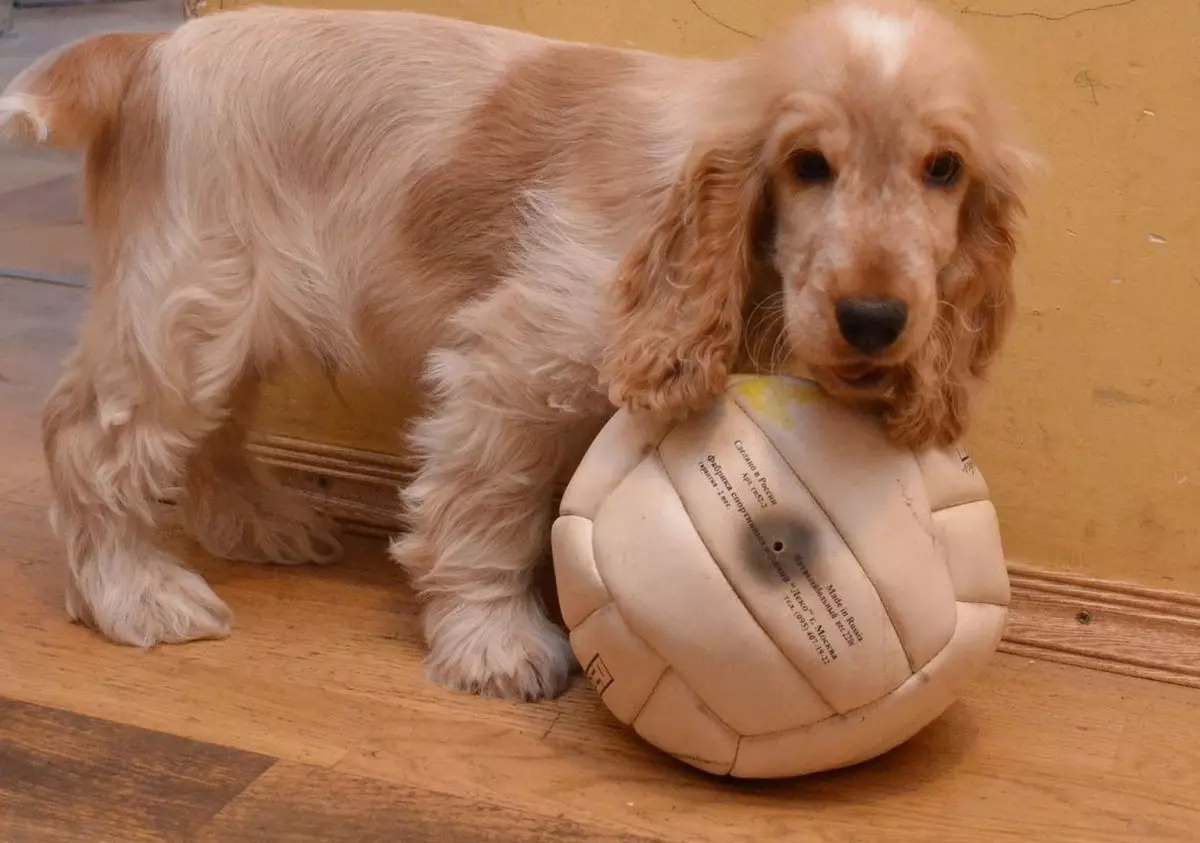 انگلیسی Spaniel Cocker (80 عکس): شرح نژاد سگ ها. توله سگ های زنجبیل و سیاه چیه؟ مراقبت و لباس، بررسی 22892_53