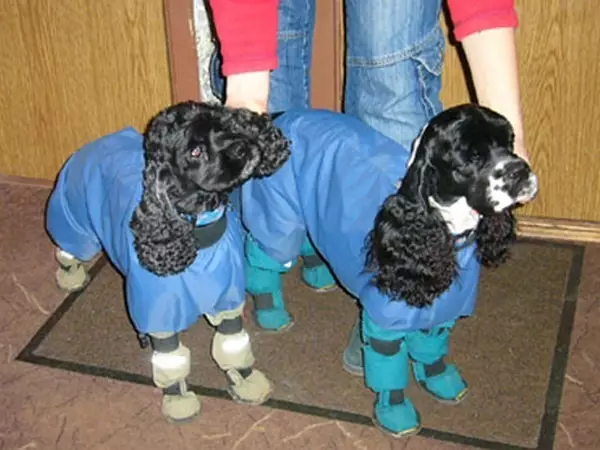 انگلیسی Spaniel Cocker (80 عکس): شرح نژاد سگ ها. توله سگ های زنجبیل و سیاه چیه؟ مراقبت و لباس، بررسی 22892_56