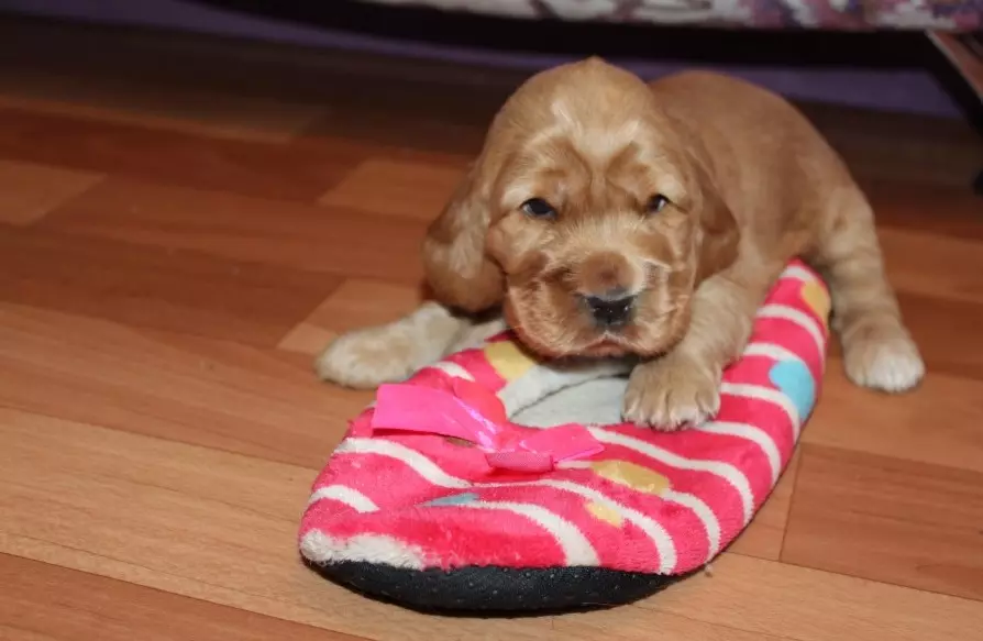 Engelse Cocker Spaniel (80 foto's): beschrijving van het ras van honden. Hoe zien Ginger en Black Puppies eruit? Zorg en kleding, reviews 22892_58