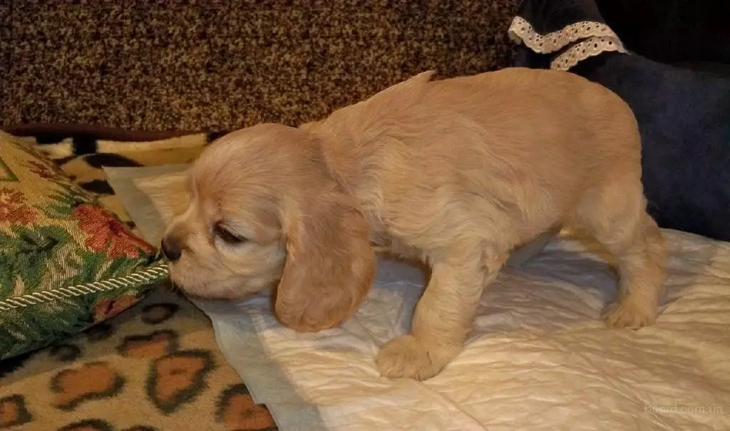 Engelse Cocker Spaniel (80 foto's): beschrijving van het ras van honden. Hoe zien Ginger en Black Puppies eruit? Zorg en kleding, reviews 22892_59