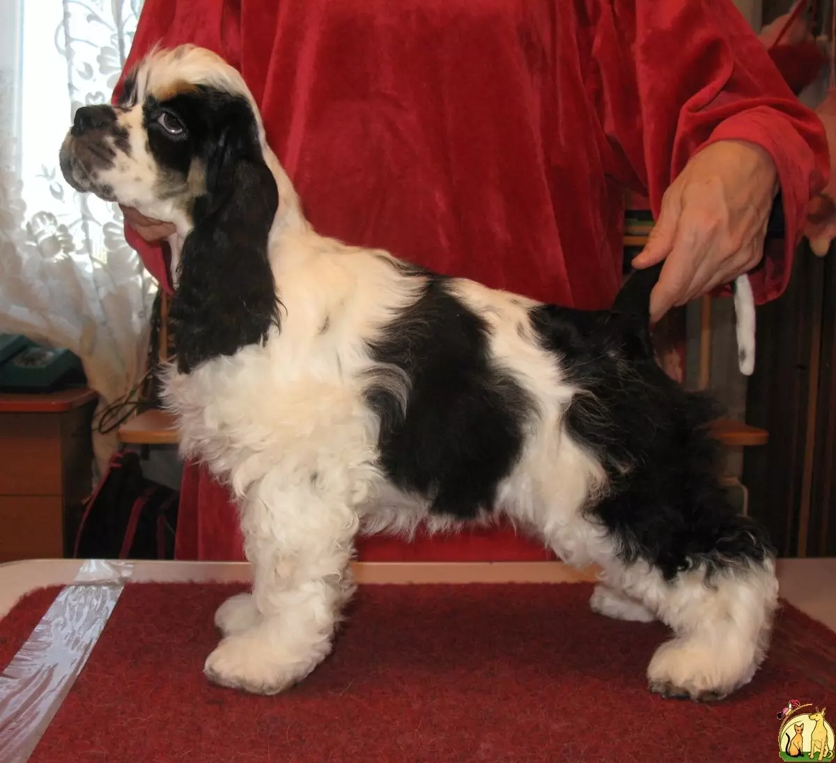 انگلیسی Spaniel Cocker (80 عکس): شرح نژاد سگ ها. توله سگ های زنجبیل و سیاه چیه؟ مراقبت و لباس، بررسی 22892_6