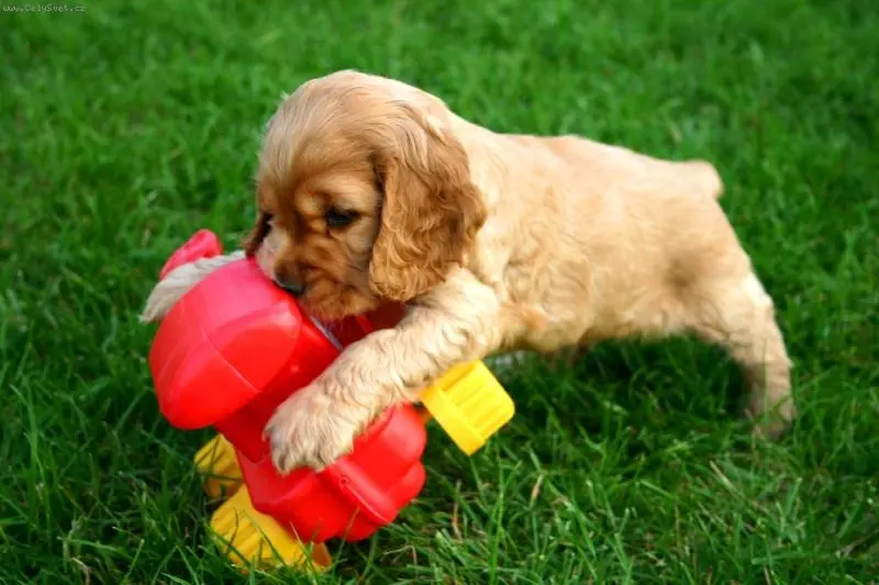 Engelse Cocker Spaniel (80 foto's): beschrijving van het ras van honden. Hoe zien Ginger en Black Puppies eruit? Zorg en kleding, reviews 22892_60