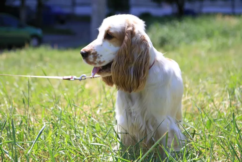 انگلیسی Spaniel Cocker (80 عکس): شرح نژاد سگ ها. توله سگ های زنجبیل و سیاه چیه؟ مراقبت و لباس، بررسی 22892_65