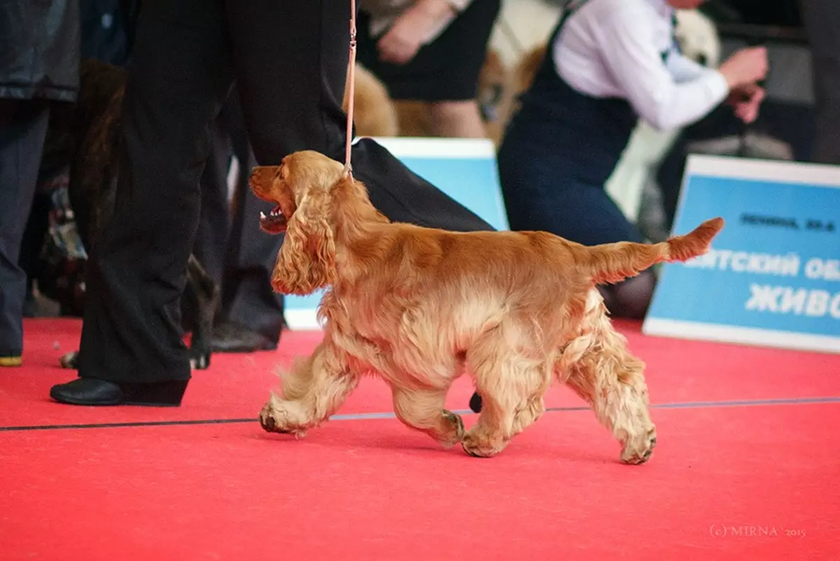 انگلیسی Spaniel Cocker (80 عکس): شرح نژاد سگ ها. توله سگ های زنجبیل و سیاه چیه؟ مراقبت و لباس، بررسی 22892_66