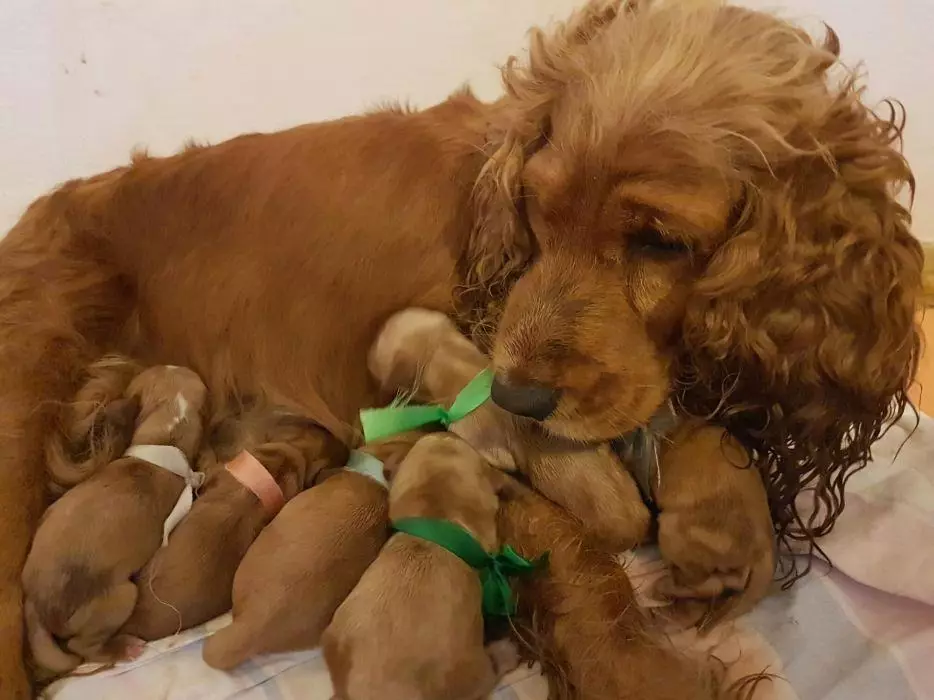 Engelse Cocker Spaniel (80 foto's): beschrijving van het ras van honden. Hoe zien Ginger en Black Puppies eruit? Zorg en kleding, reviews 22892_68