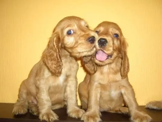 Engelse Cocker Spaniel (80 foto's): beschrijving van het ras van honden. Hoe zien Ginger en Black Puppies eruit? Zorg en kleding, reviews 22892_69