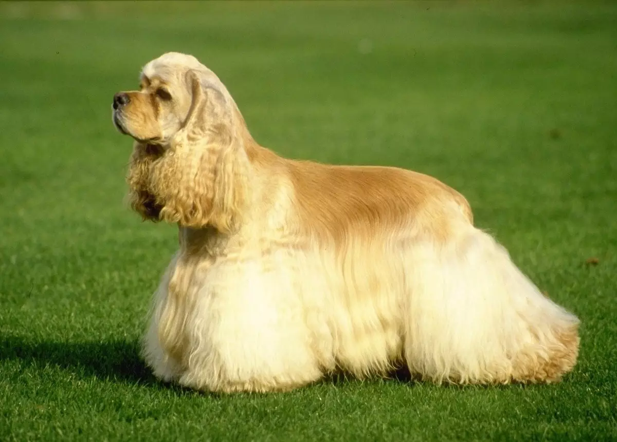 انگلیسی Spaniel Cocker (80 عکس): شرح نژاد سگ ها. توله سگ های زنجبیل و سیاه چیه؟ مراقبت و لباس، بررسی 22892_7
