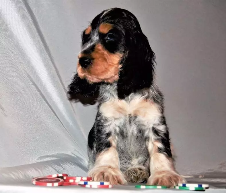 Engelse Cocker Spaniel (80 foto's): beschrijving van het ras van honden. Hoe zien Ginger en Black Puppies eruit? Zorg en kleding, reviews 22892_70