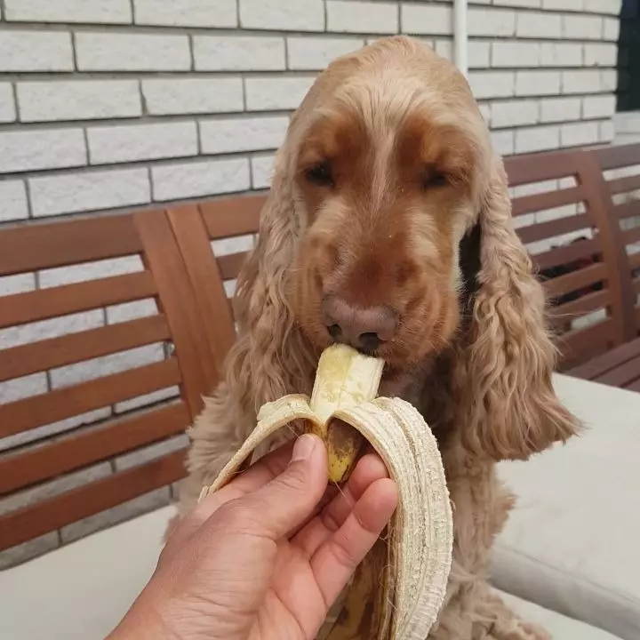 Engelse Cocker Spaniel (80 foto's): beschrijving van het ras van honden. Hoe zien Ginger en Black Puppies eruit? Zorg en kleding, reviews 22892_73