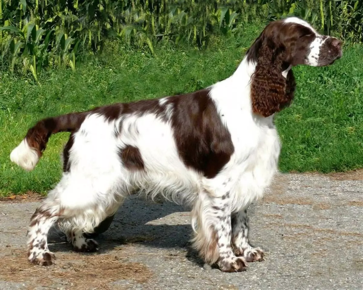 انگلیسی Spaniel Cocker (80 عکس): شرح نژاد سگ ها. توله سگ های زنجبیل و سیاه چیه؟ مراقبت و لباس، بررسی 22892_77