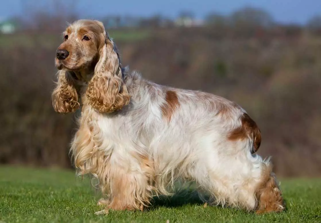 Engelse Cocker Spaniel (80 foto's): beschrijving van het ras van honden. Hoe zien Ginger en Black Puppies eruit? Zorg en kleding, reviews 22892_78