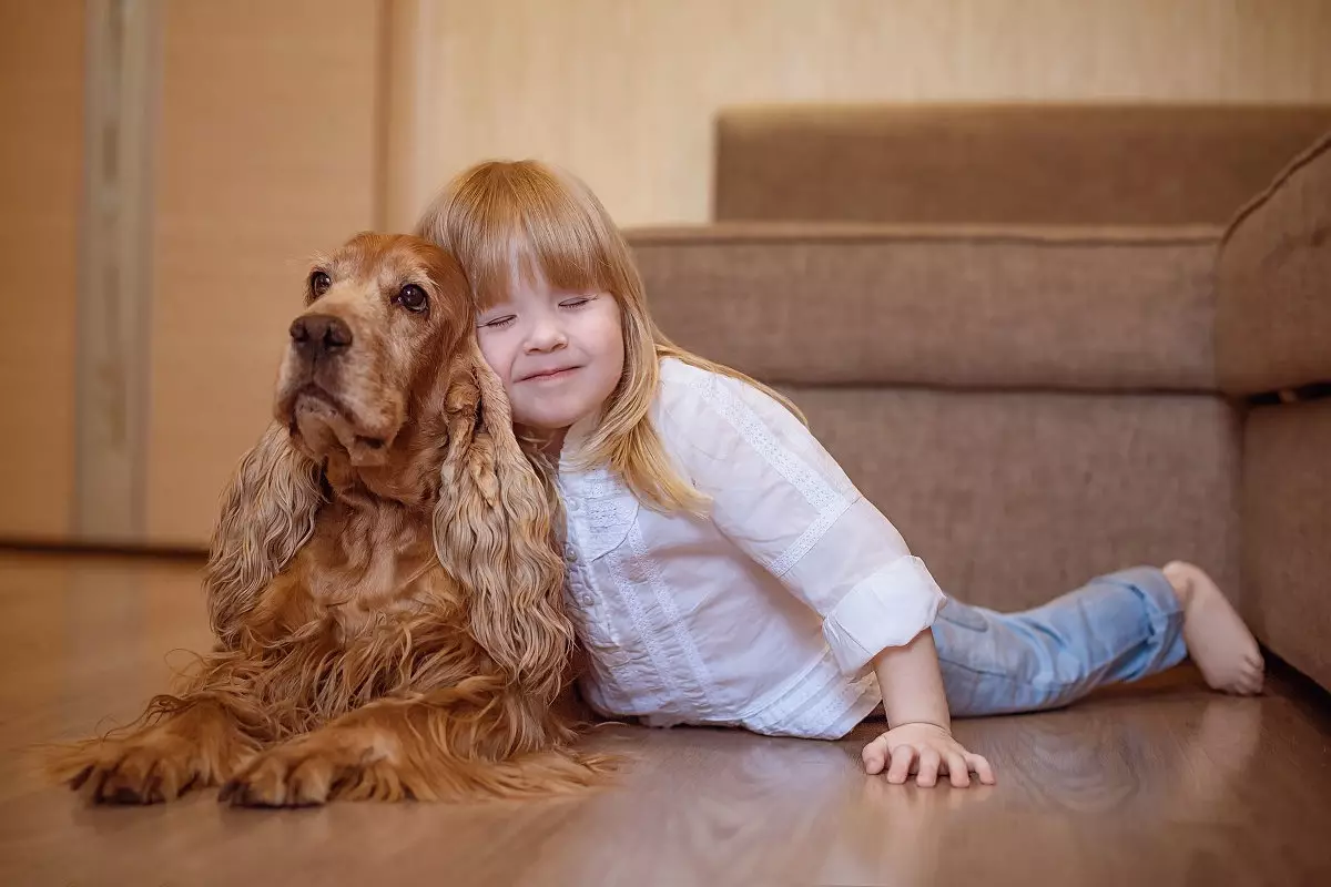 انگلیسی Spaniel Cocker (80 عکس): شرح نژاد سگ ها. توله سگ های زنجبیل و سیاه چیه؟ مراقبت و لباس، بررسی 22892_79