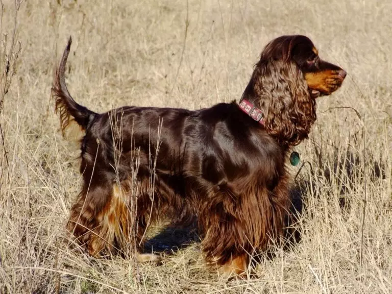 انگلیسی Spaniel Cocker (80 عکس): شرح نژاد سگ ها. توله سگ های زنجبیل و سیاه چیه؟ مراقبت و لباس، بررسی 22892_9