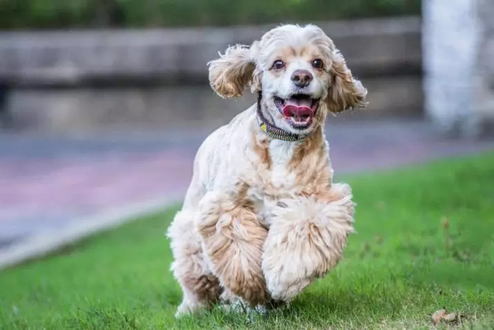 American Cocker Spaniel (67 снимки): Всичко за кучешка порода, описание на кученцата, съдържание в апартамент и грижа, мнения на собствениците 22893_2
