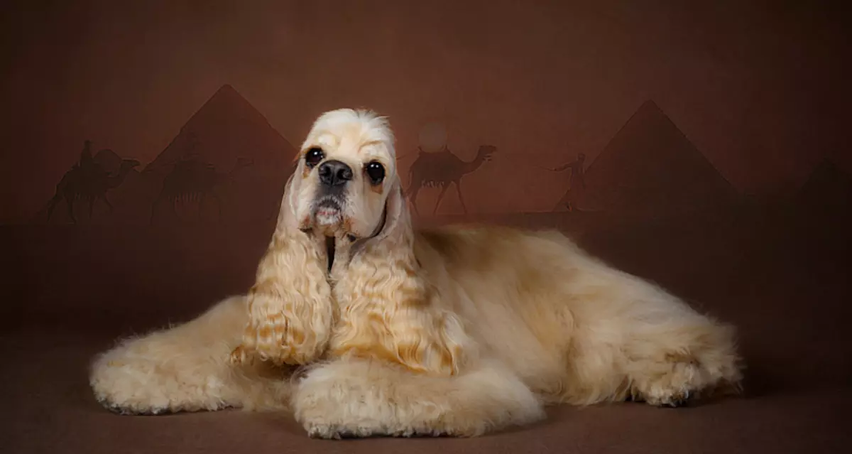 Americký Cocker Spaniel (67 fotografií): Všetko o plemeno psov, popis šteniatok, obsah v byte a starostlivosti, recenzie majiteľov 22893_32