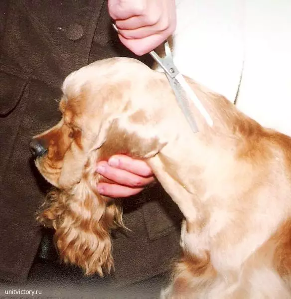 American Cocker Spaniel (67 photos): Tout sur race de chien, description des chiots, contenu dans les appartements et soins, avis des propriétaires 22893_43