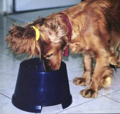 American Cocker Spaniel (67 photos): Tout sur race de chien, description des chiots, contenu dans les appartements et soins, avis des propriétaires 22893_49
