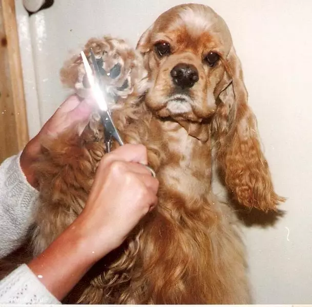 American Cocker Spaniel (67 photos): Tout sur race de chien, description des chiots, contenu dans les appartements et soins, avis des propriétaires 22893_50