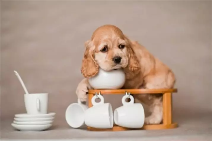 American Cocker Spaniel (67 photos): Tout sur race de chien, description des chiots, contenu dans les appartements et soins, avis des propriétaires 22893_55