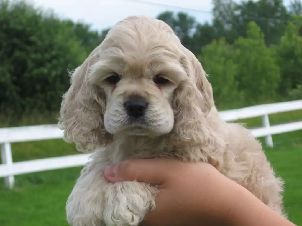 American Cocker Spaniel (67 снимки): Всичко за кучешка порода, описание на кученцата, съдържание в апартамент и грижа, мнения на собствениците 22893_62