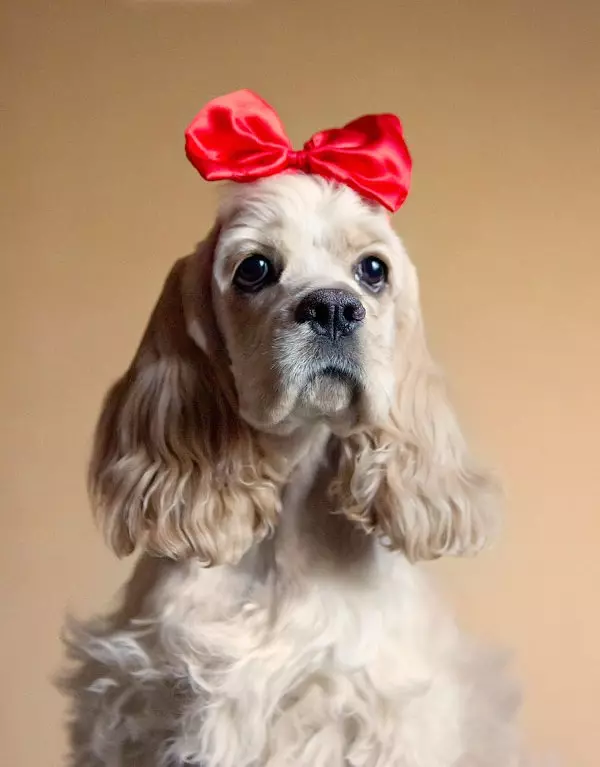 American Cocker Spaniel (67 снимки): Всичко за кучешка порода, описание на кученцата, съдържание в апартамент и грижа, мнения на собствениците 22893_65