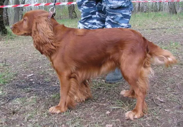 俄羅斯狩獵西班牙人（80張照片）：品種特徵，小狗的性格和狗，紅發和棕色的特點，評論 22894_16
