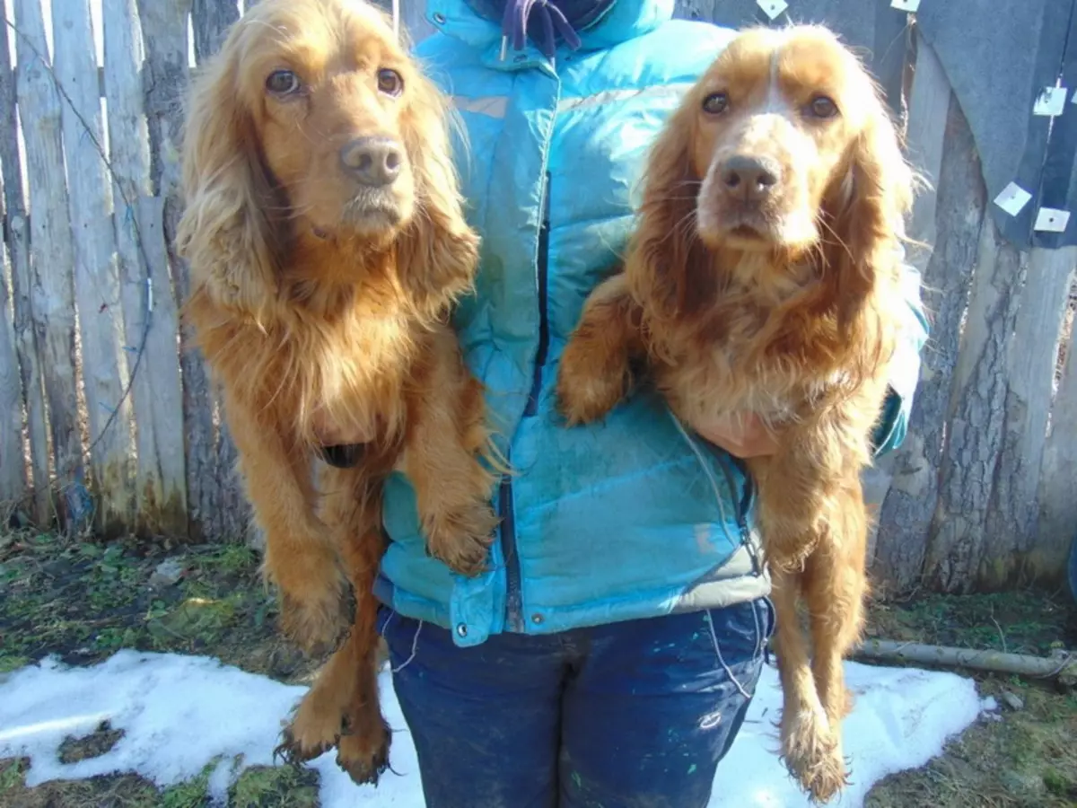 俄羅斯狩獵西班牙人（80張照片）：品種特徵，小狗的性格和狗，紅發和棕色的特點，評論 22894_17