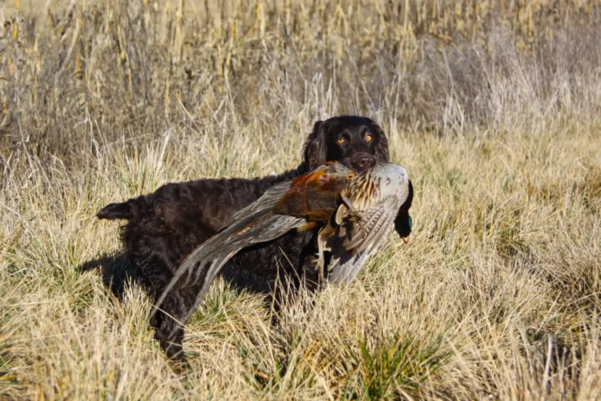 俄羅斯狩獵西班牙人（80張照片）：品種特徵，小狗的性格和狗，紅發和棕色的特點，評論 22894_27