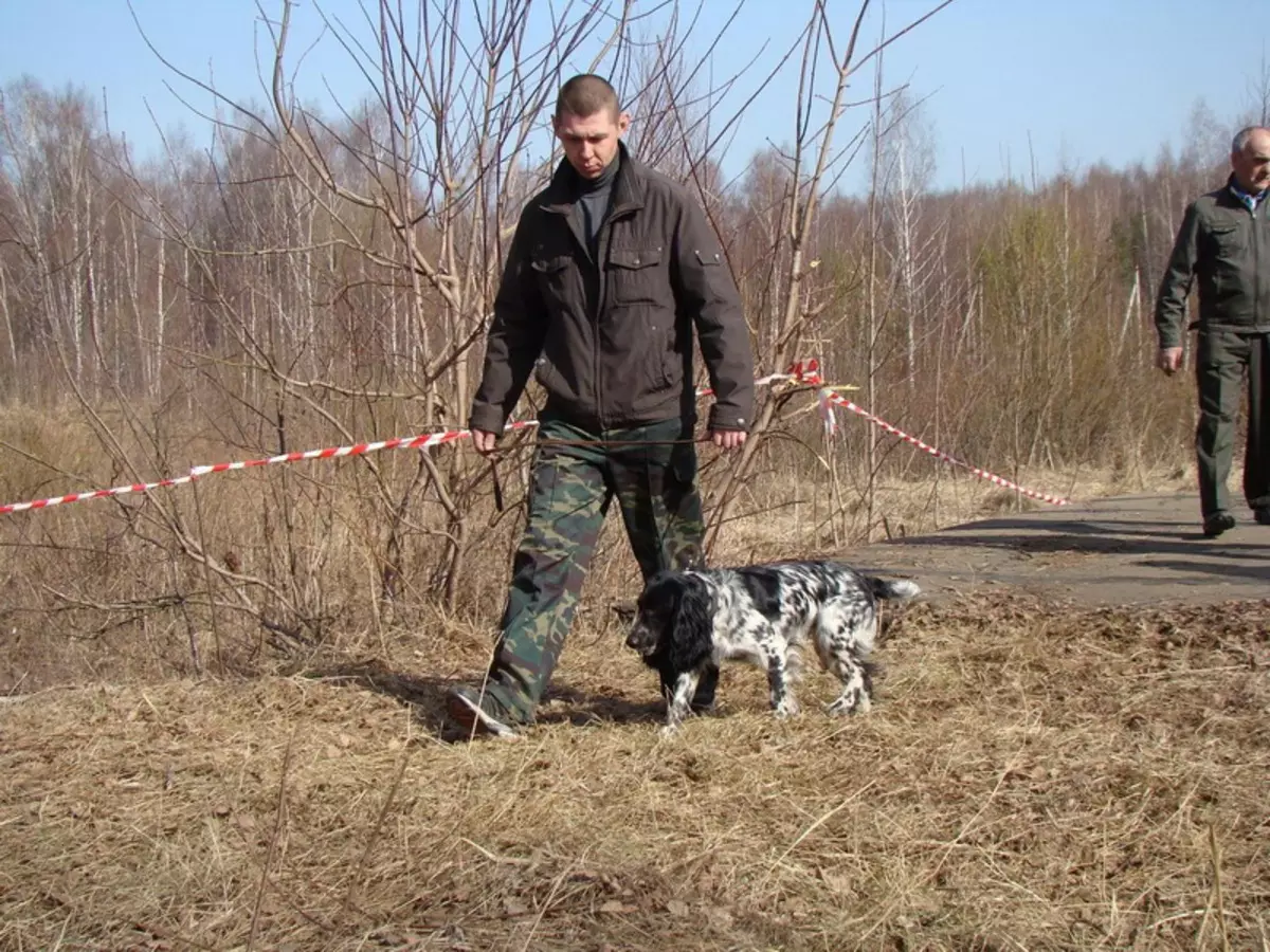 俄羅斯狩獵西班牙人（80張照片）：品種特徵，小狗的性格和狗，紅發和棕色的特點，評論 22894_28