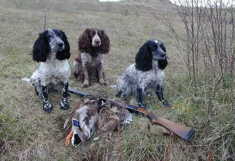 俄羅斯狩獵西班牙人（80張照片）：品種特徵，小狗的性格和狗，紅發和棕色的特點，評論 22894_29