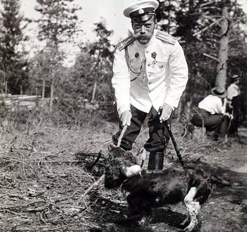 俄羅斯狩獵西班牙人（80張照片）：品種特徵，小狗的性格和狗，紅發和棕色的特點，評論 22894_4