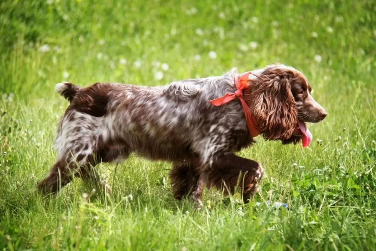 俄羅斯狩獵西班牙人（80張照片）：品種特徵，小狗的性格和狗，紅發和棕色的特點，評論 22894_56