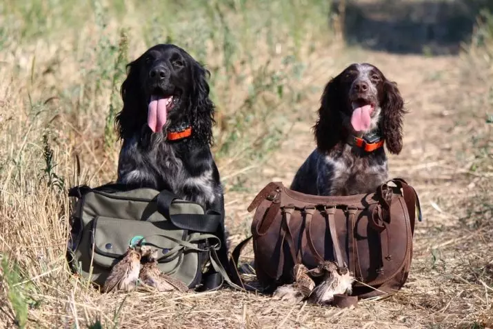 俄羅斯狩獵西班牙人（80張照片）：品種特徵，小狗的性格和狗，紅發和棕色的特點，評論 22894_79