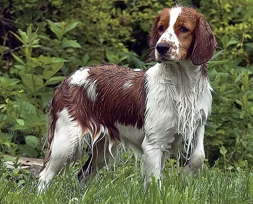 Water Spaniel（33張照片）：岩石愛爾蘭和美國西班牙獵犬的描述，餵養和護理 22895_17