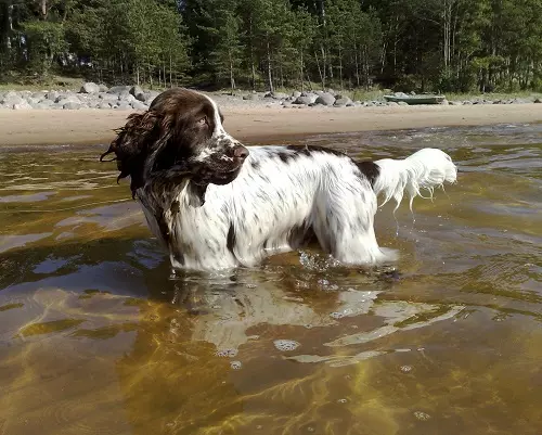 Water Spaniel（33張照片）：岩石愛爾蘭和美國西班牙獵犬的描述，餵養和護理 22895_18