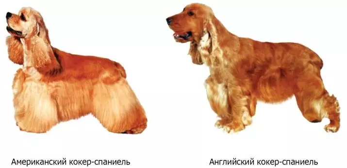 Skirtumai tarp amerikiečių ir anglų kaklaraiščių spanielių (22 nuotraukos): skirtumai. Kaip šunys skiriasi išvaizda? 22897_10