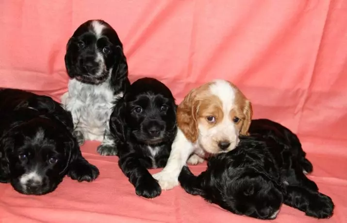 Awọn iyatọ laarin awọn iyatọ laarin awọn fọto American Spaniels (awọn fọto 22): Awọn iyatọ ni ihuwasi. Bawo ni awọn aja ṣe yatọ si hihan? 22897_11