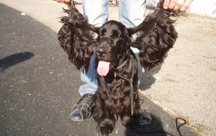 Diferenças entre cocker spaniels americanos e ingleses (22 fotos): diferenças de caráter. Como os cães diferem na aparência? 22897_12