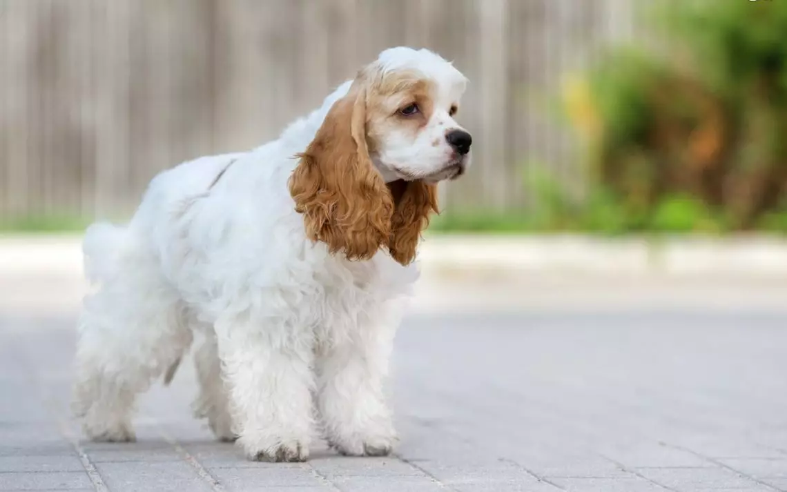 Diferenças entre cocker spaniels americanos e ingleses (22 fotos): diferenças de caráter. Como os cães diferem na aparência? 22897_14