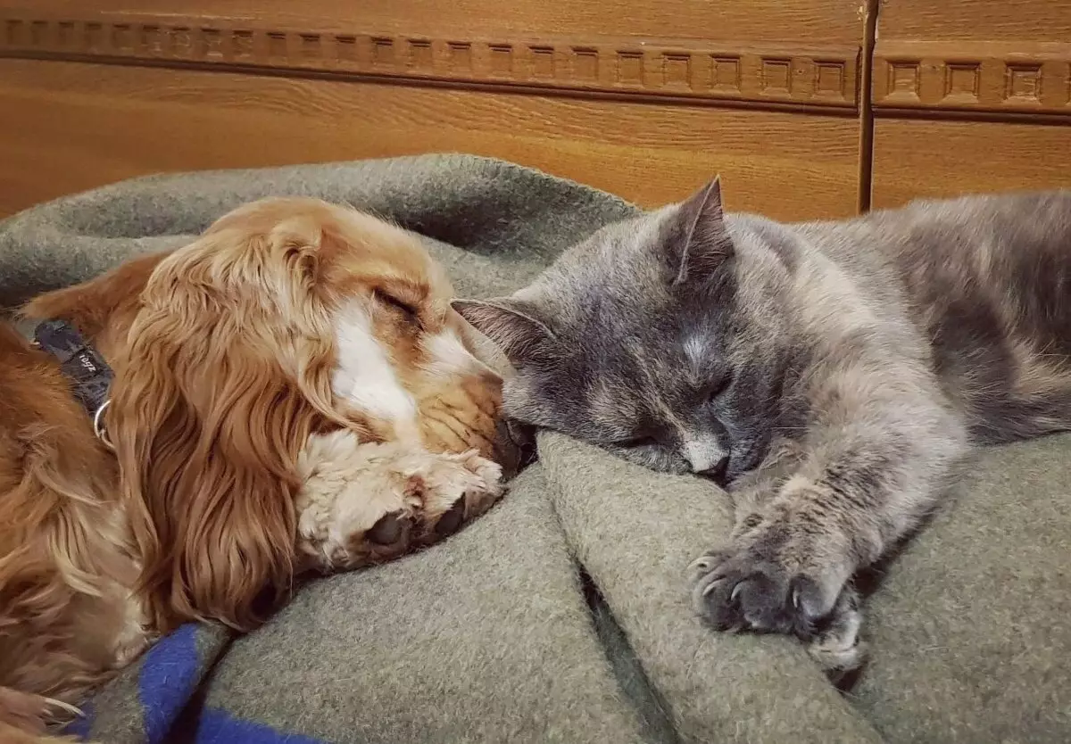 Διαφορές μεταξύ Αμερικανών και Αγγλικών Cocker Spaniels (22 φωτογραφίες): Διαφορές στον χαρακτήρα. Πώς διαφέρουν τα σκυλιά στην εμφάνιση; 22897_15