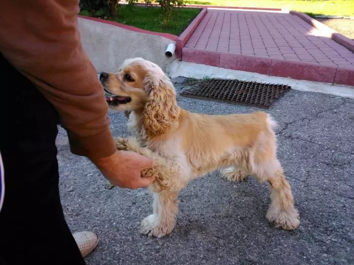 Διαφορές μεταξύ Αμερικανών και Αγγλικών Cocker Spaniels (22 φωτογραφίες): Διαφορές στον χαρακτήρα. Πώς διαφέρουν τα σκυλιά στην εμφάνιση; 22897_17