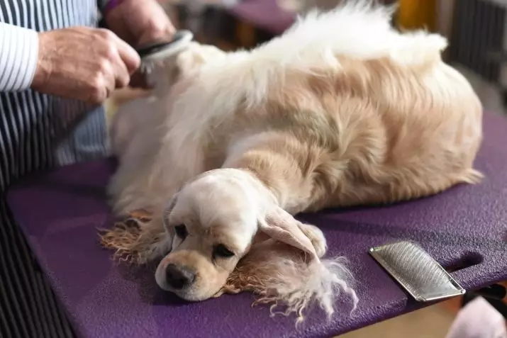 Różnice między Amerykaninem i Angielskim Cocker Spaniels (22 zdjęcia): różnice w charakterze. Jak psy różnią się wyglądem? 22897_18