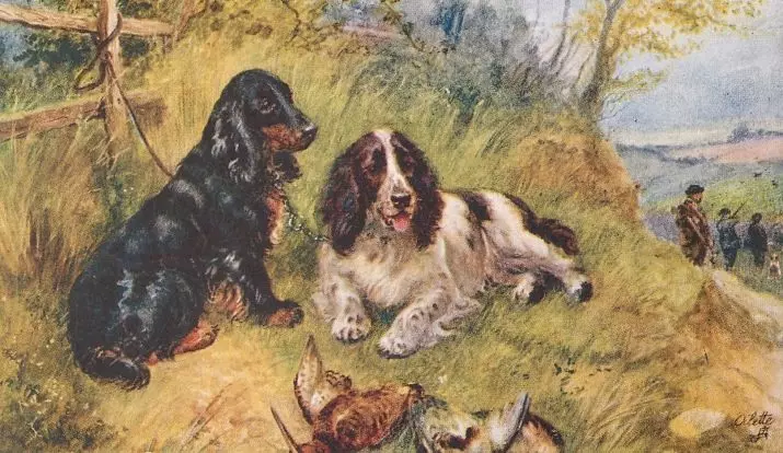 Qhov sib txawv ntawm American thiab Askiv Cocker Spaniels (22 duab): Qhov sib txawv ntawm cov cim. Yuav ua li cas dev txawv hauv tsos? 22897_2