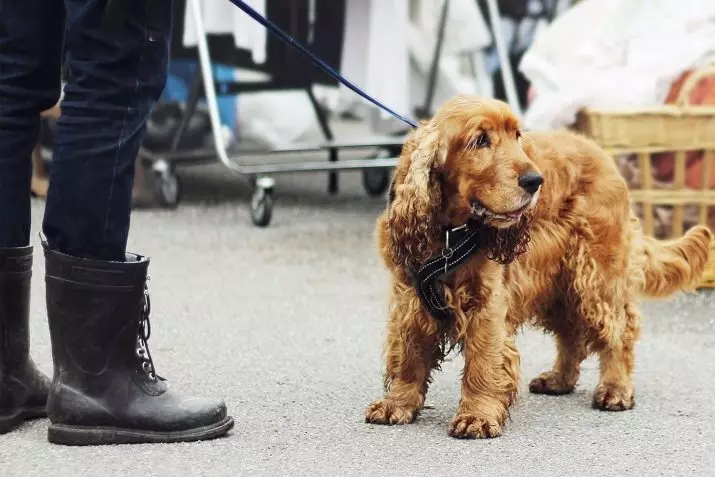 Diferenças entre cocker spaniels americanos e ingleses (22 fotos): diferenças de caráter. Como os cães diferem na aparência? 22897_21