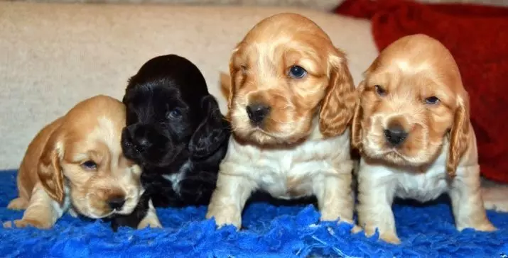 Diferenças entre cocker spaniels americanos e ingleses (22 fotos): diferenças de caráter. Como os cães diferem na aparência? 22897_22