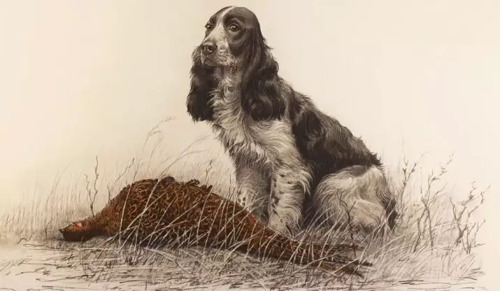 Awọn iyatọ laarin awọn iyatọ laarin awọn fọto American Spaniels (awọn fọto 22): Awọn iyatọ ni ihuwasi. Bawo ni awọn aja ṣe yatọ si hihan? 22897_3